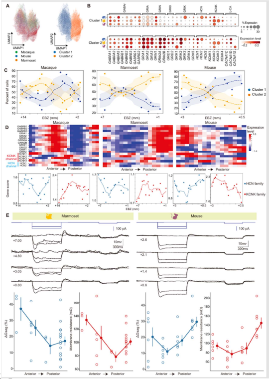 图4. 神经元沿纵轴生理特性的异质性